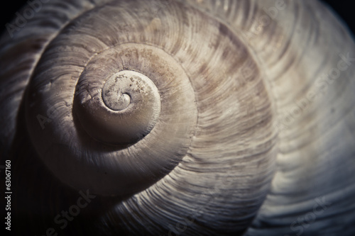 Dramatic close up of spiral shell, muted colors