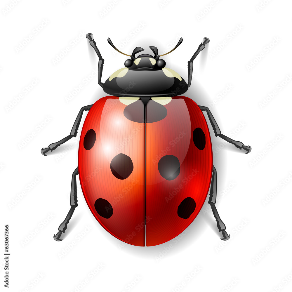 Ladybird vector illustration, ladybug vector icon