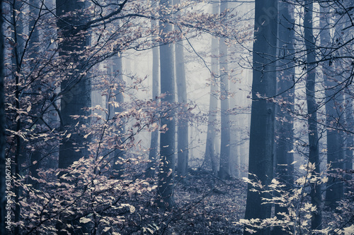 Melancholic foggy forest with leaves in the front