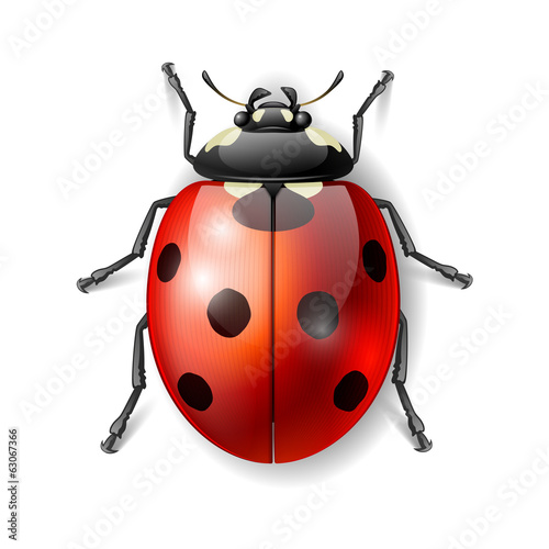Obraz na płótnie Ladybird vector illustration, ladybug vector icon w salonie