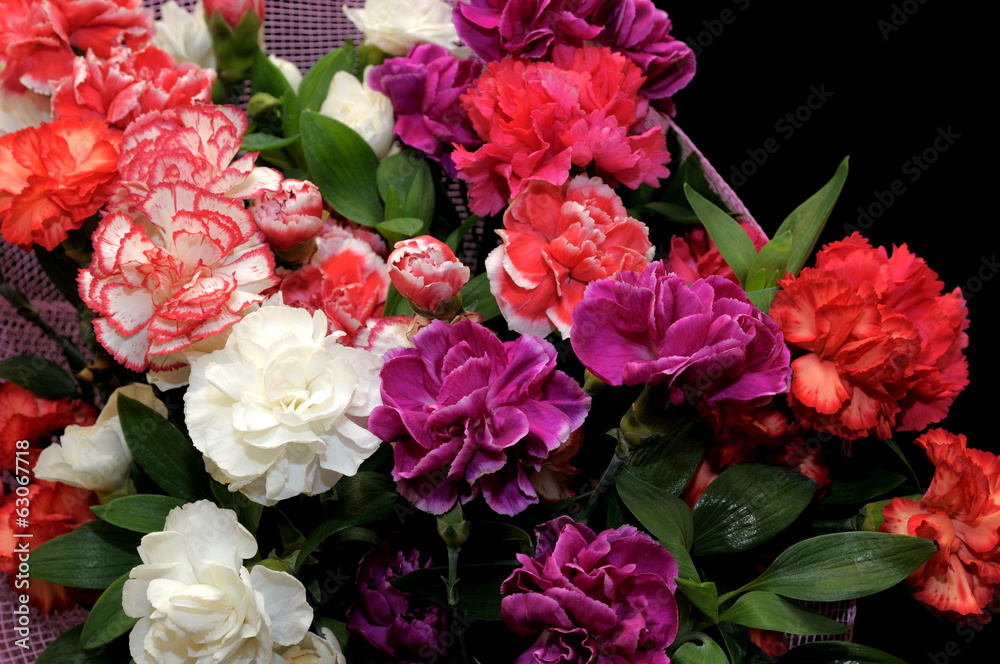 Fototapeta premium Red carnations