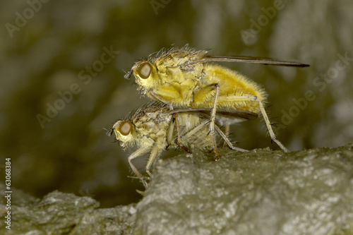 Yellow dung fly mating close-up / Scatophaga stercoraria photo