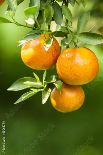 Orange tree