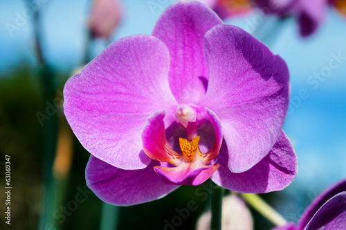 Violet Orchid 2