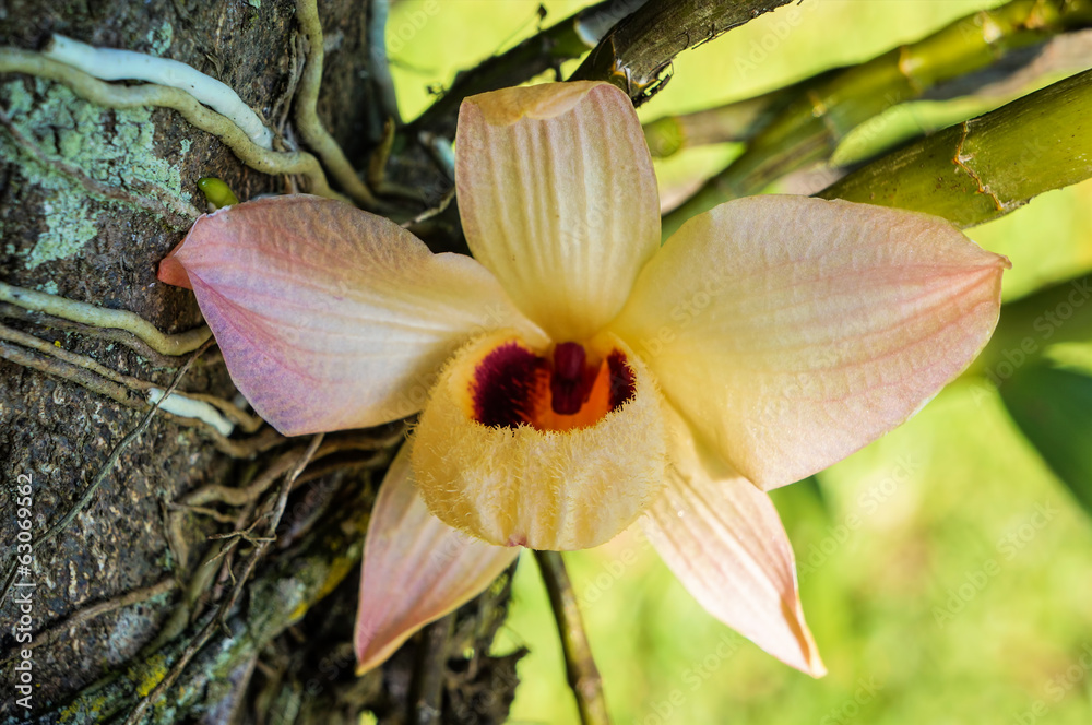 Obraz premium Yellow orchid 2