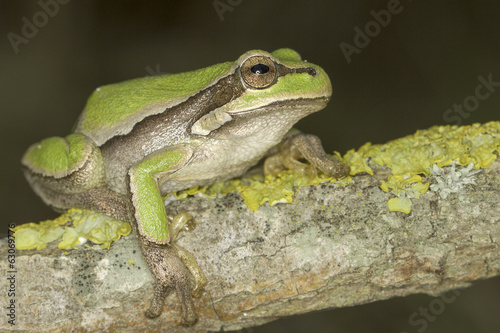 common green toad in natural hanitat - close-up / Hyla arborea