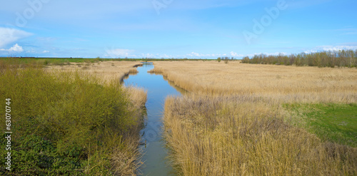 River through a field with reed in spring