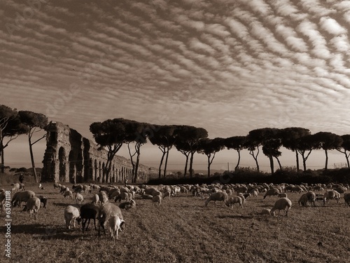 pecore al Parco degli Acquedotti a Roma