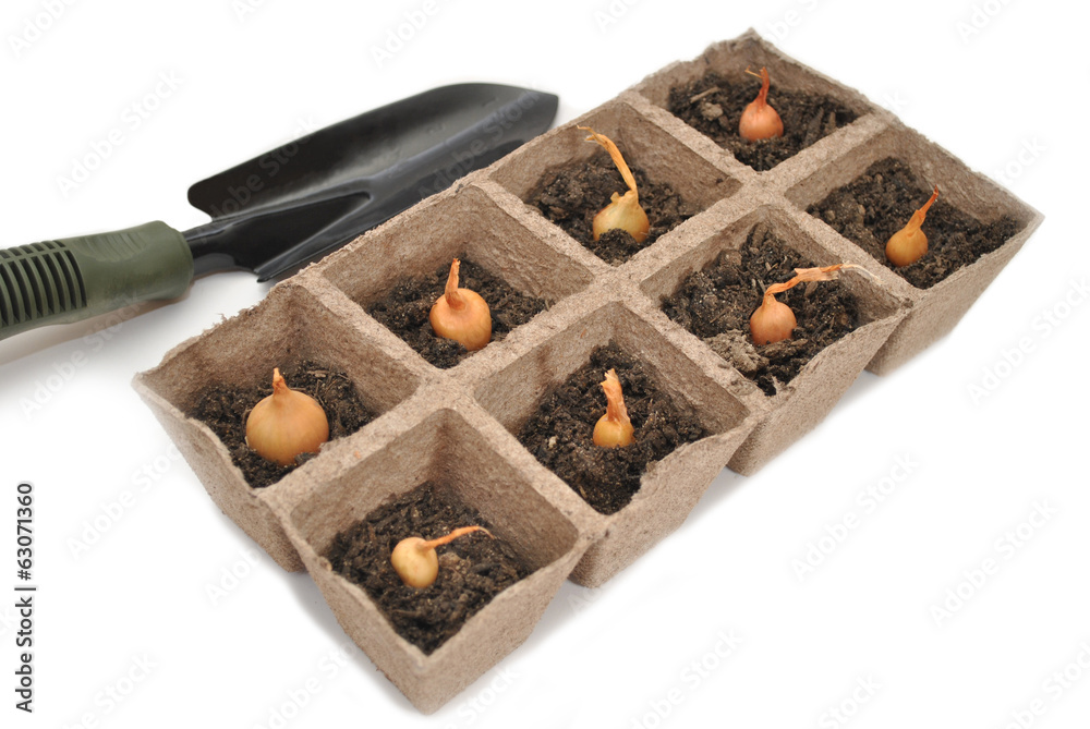 Onion Bulbs Planted in Peat Pots with a Spade Onion Bulbs Planted in Peat Pots with a Spade
