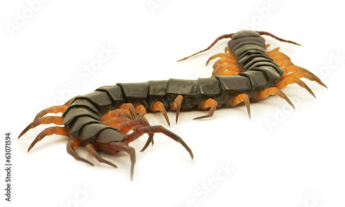 Print op canvas closeup of one brown centipede on white background
