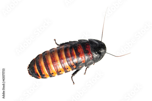 Madagascar hissing cockroach isolated on white