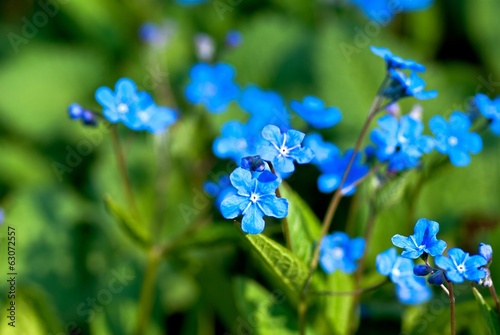 Bright blue flowers in flowerbed in spring.