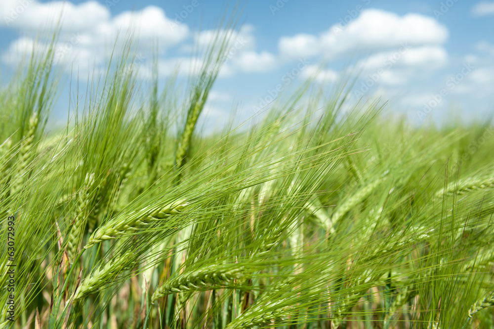 green wheat field and blue sky spring landscape green wheat field and blue sky spring landscape