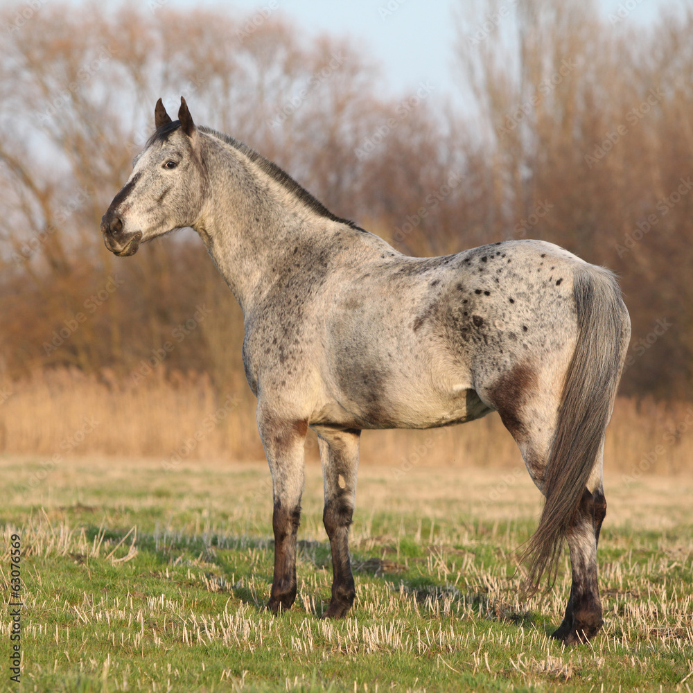 Gorgeous appaloosa standing in nature Gorgeous appaloosa standing in nature