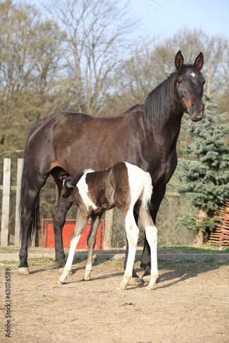 Nice brown mare with its piebald foal