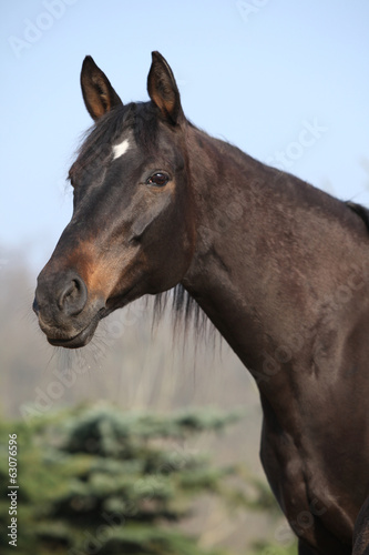 Portrait of nice brown mare