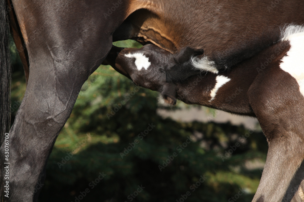 Obraz premium Skewbald foal drinking