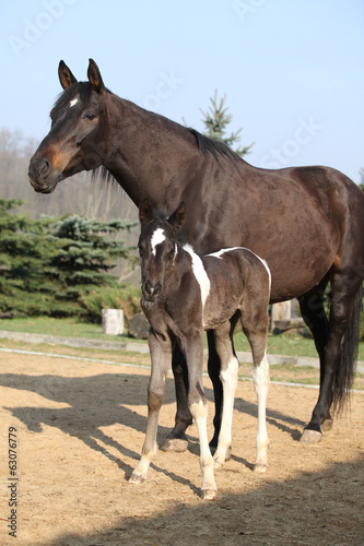 Nice brown mare with its piebald foal