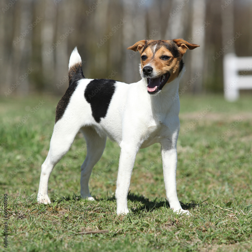 Nice Parson Russell terrier in nature
