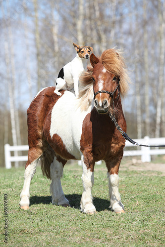 Nice Shetland pony with Parson Russell terrier