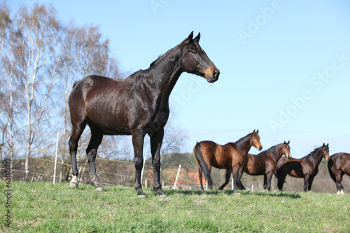 Nice horse standing on pasturage with other horses in background © Zuzana Tillerova