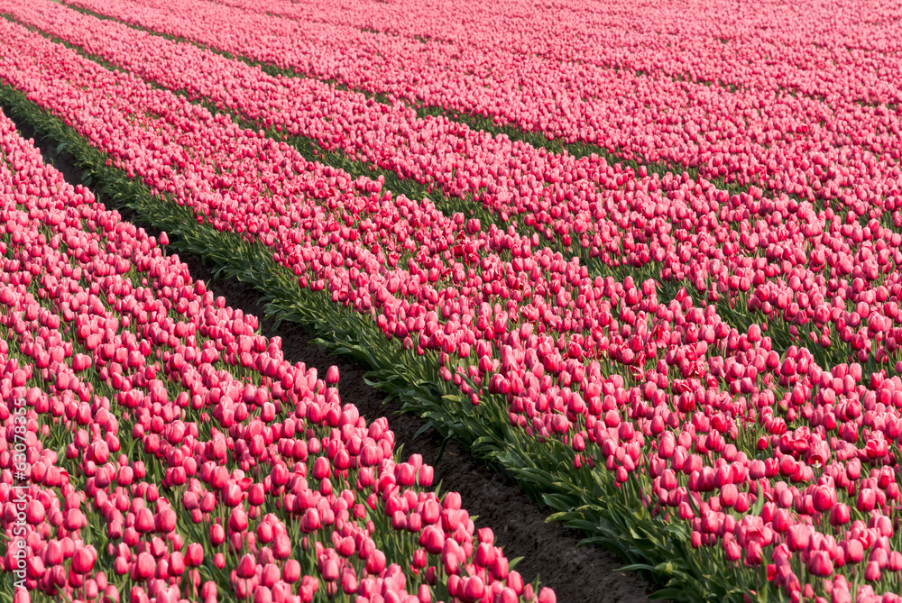 Pink tulip field in the polder, Netherlands