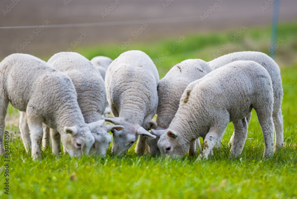 Little lambs in the meadow at spring time, the Netherlands