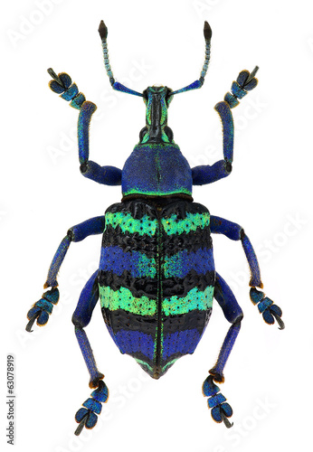 blue exotic beetle Eupholus magnificus isolated on white photo