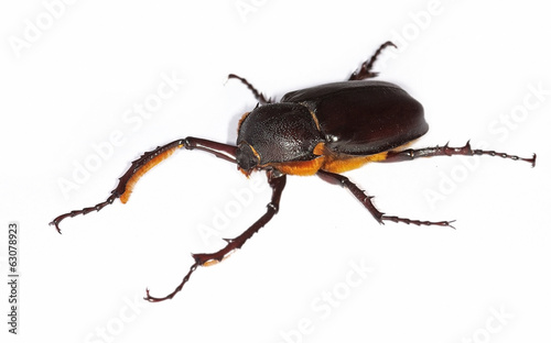 long-armed scarab Propomacrus bimucronatus