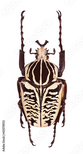 Goliathus albosignatus beetle isolated on white