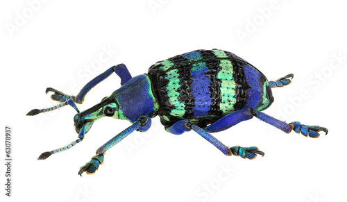 Eupholus magnificus, an amazing weevil from Papua New Guinea