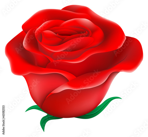 A fresh red rose