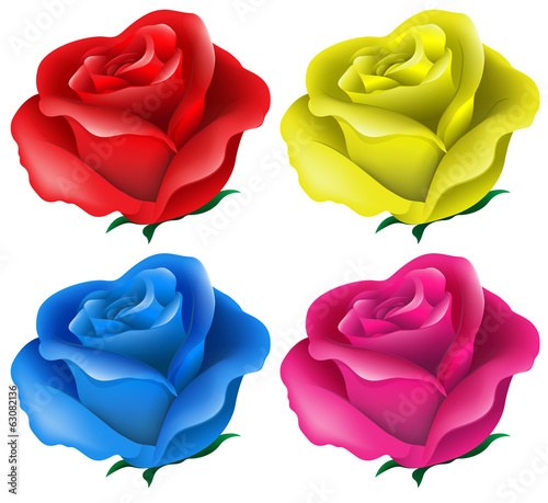 Colorful roses