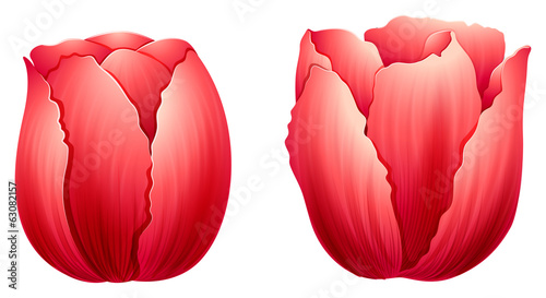 Fresh tulip flowers