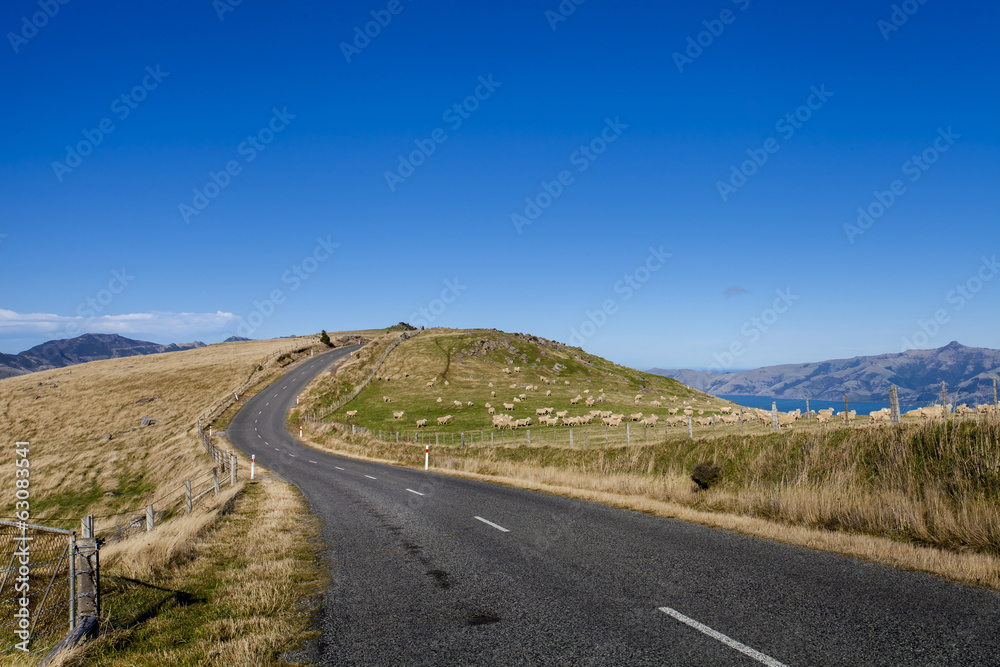 Sheep farm along the roadside to Akaroa town, New Zealand