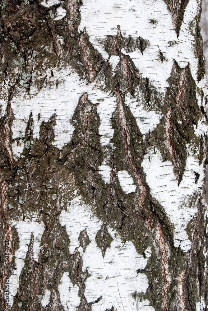 Obraz premium birch bark