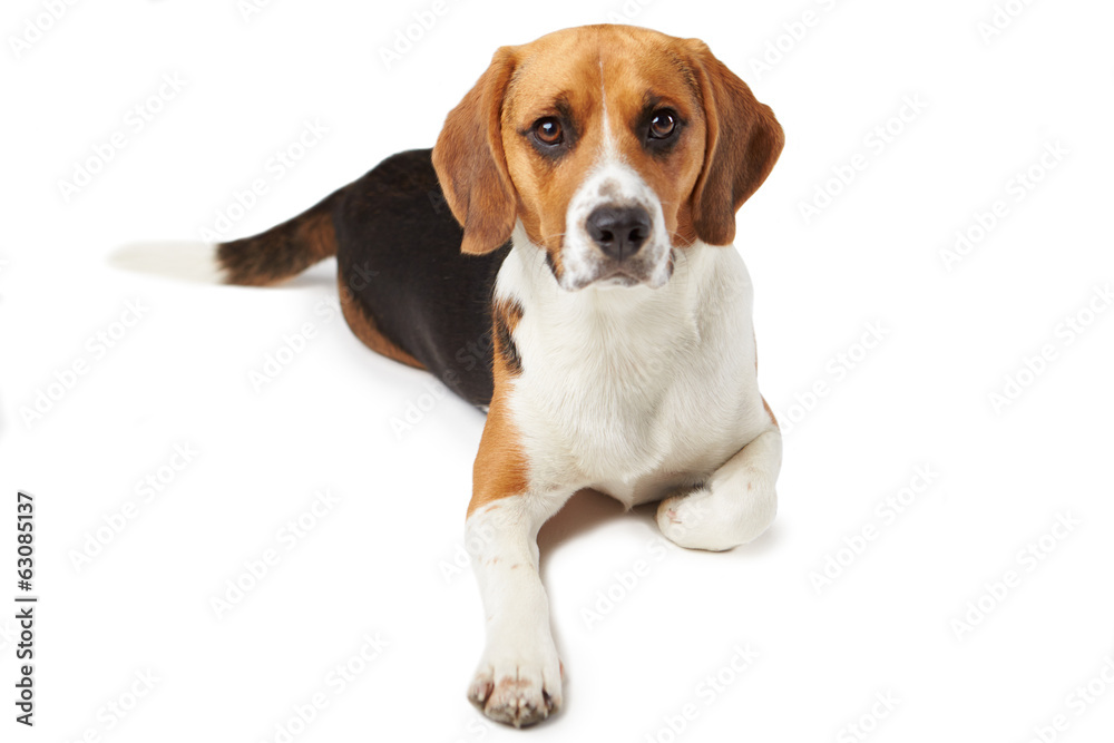 Studio Portrait Of Beagle Lying Dog Against White Background Studio Portrait Of Beagle Lying Dog Against White Background