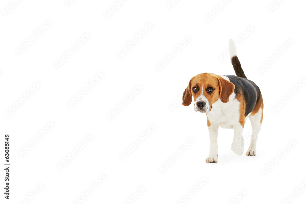 Studio Shot Of Beagle Dog Walking Against White Background