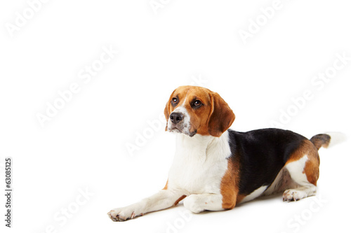 Studio Portrait Of Beagle Lying Dog Against White Background © Monkey Business