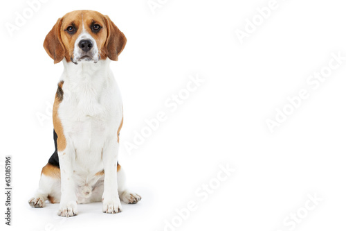 Studio Portrait Of Beagle Dog Against White Background © Monkey Business