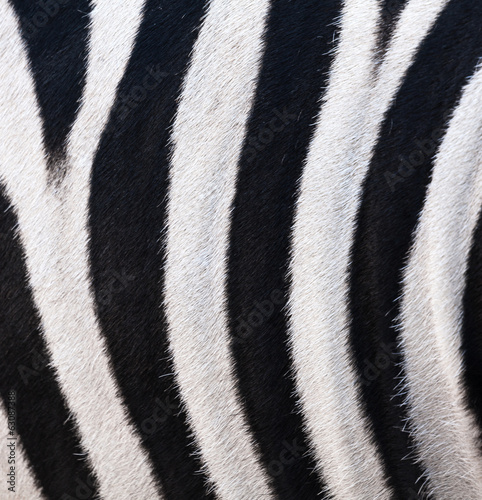 texture of leather, fur zebra