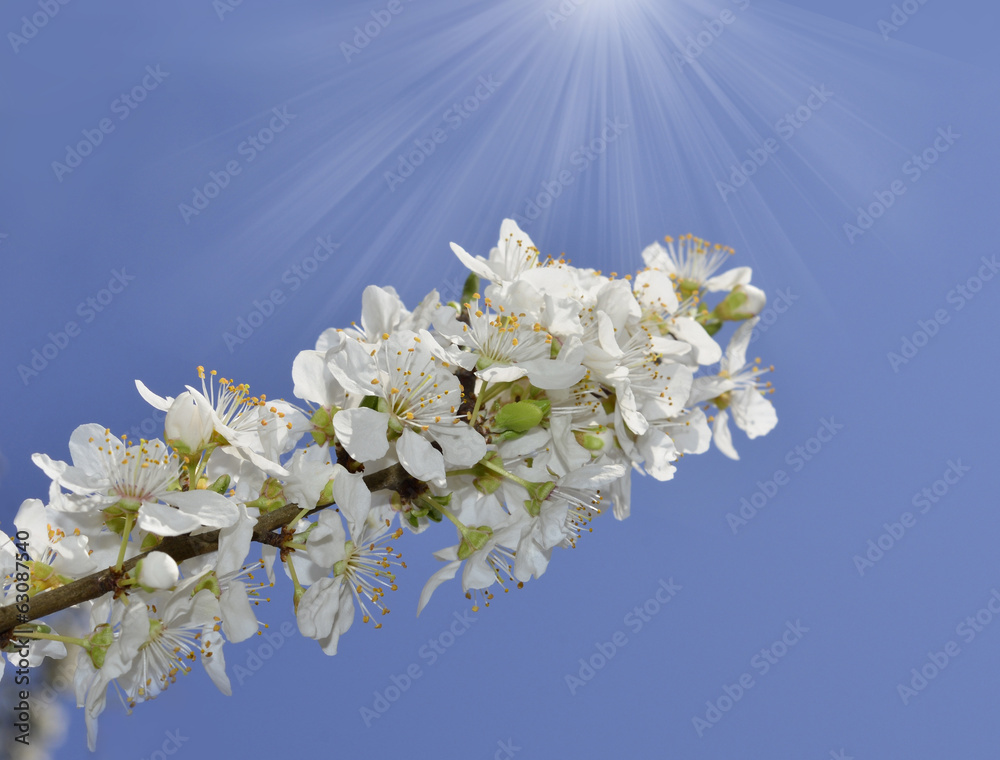 Fototapeta premium Fruit tree blossom close-up. Shallow depth of field