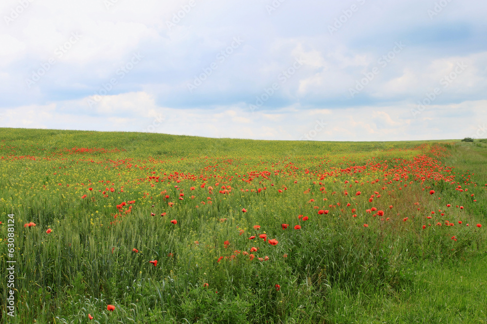 field with poppies