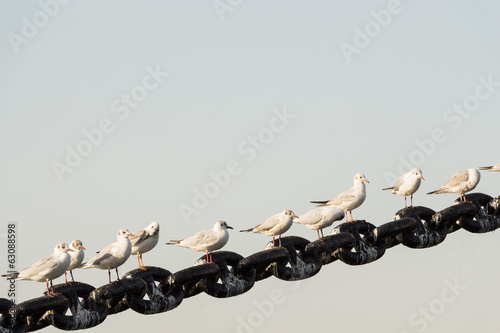 White bird seagulls