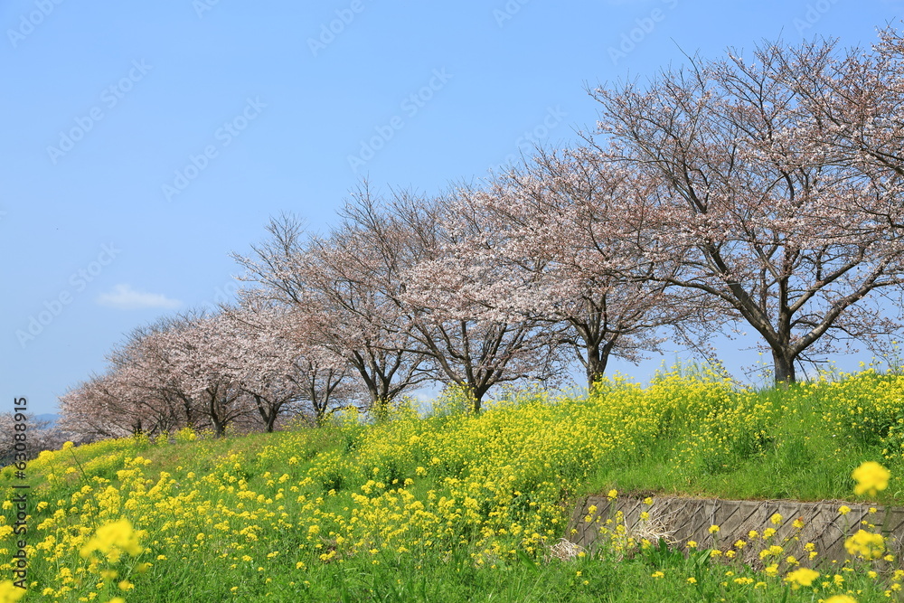 桜並木と菜の花と青空