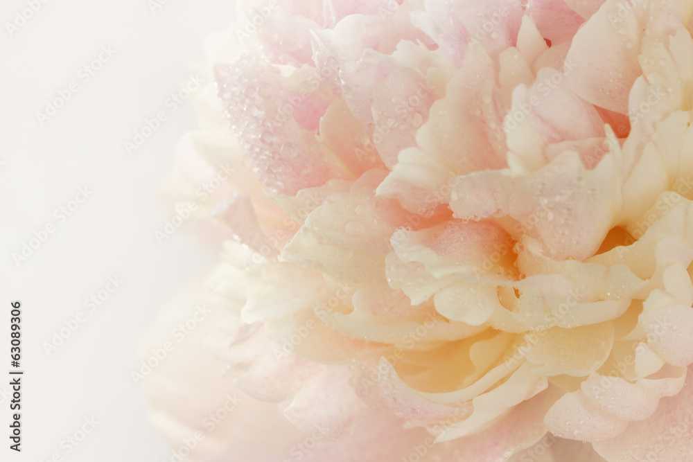 Fototapeta premium pink peony