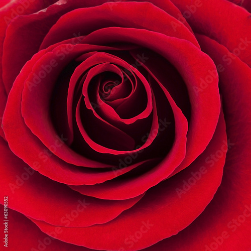 passionate rose
