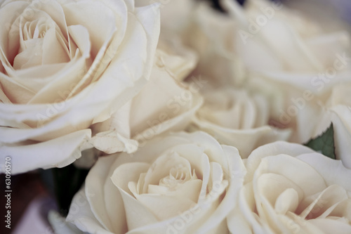 Schöne Rosen
