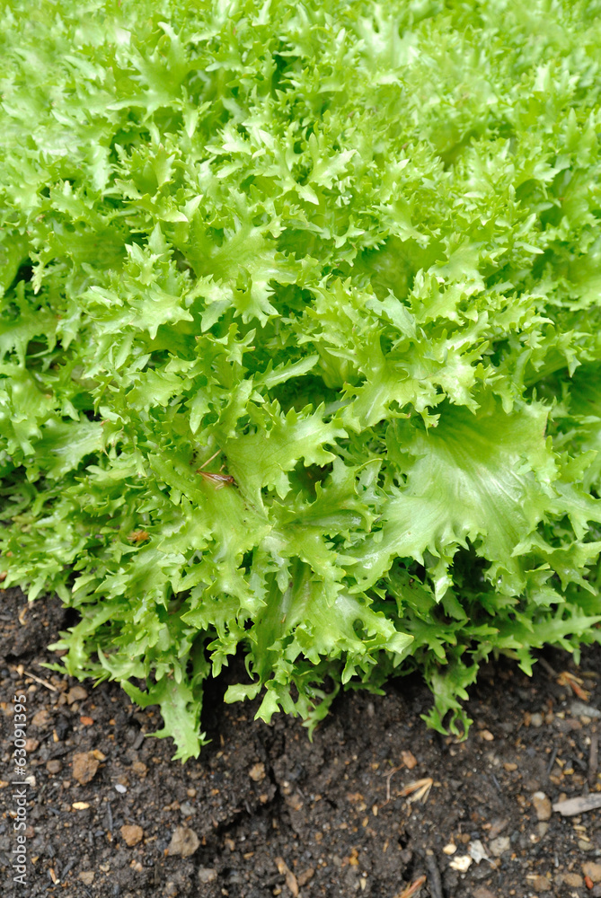 Green salad Green salad