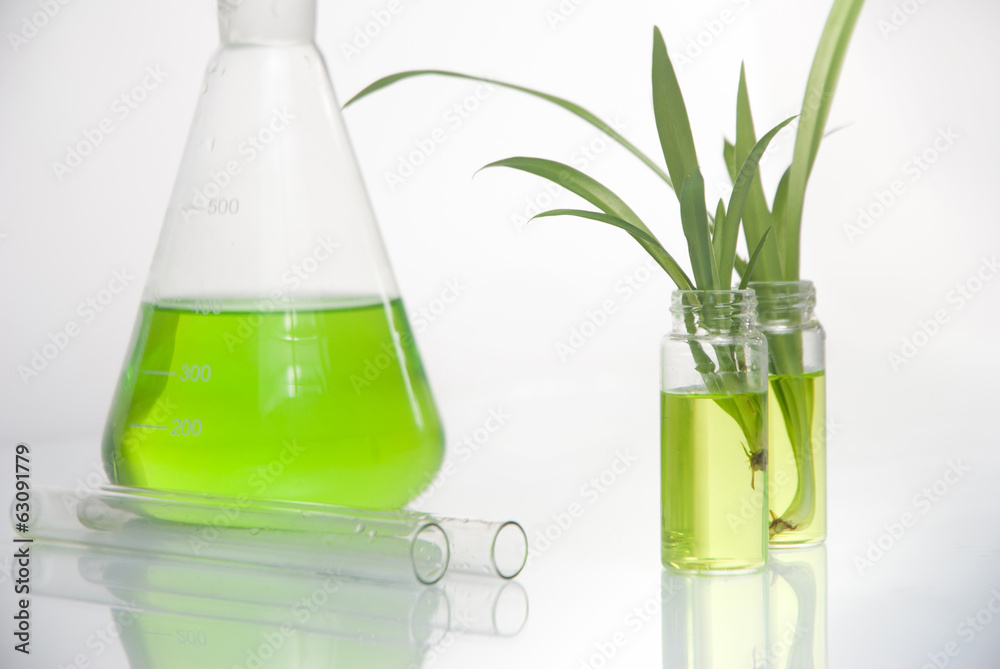 Green plant in laboratory Green plant in laboratory